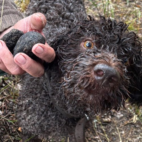 Truffle hunting dog holding freshly found truffles during the EO Generational Leadership Program in Meteora, Greece.
