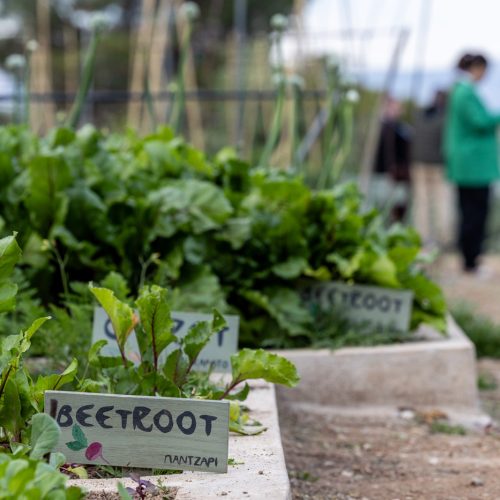 Urban garden activity with vegetable beds supporting experiential learning at EO Regional Leadership Academy